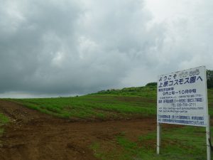 コスモス